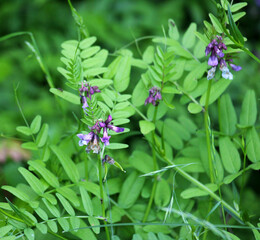 Vicia sepium grows in nature