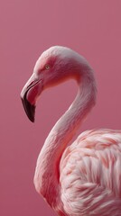 Obraz premium Close-up of a pink flamingo against a matching pink background, showcasing its graceful neck and detailed feathers.