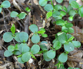 Hornbeam (Carpinus betulus) sprouts germinated in the forest from seed