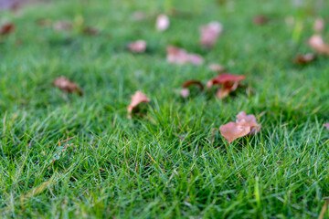 緑の芝生に舞い落ちる枯れ葉｜秋を感じるテクスチャ背景