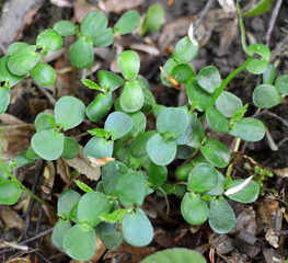 Hornbeam (Carpinus betulus) sprouts germinated in the forest from seed