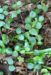 Hornbeam (Carpinus betulus) sprouts germinated in the forest from seed