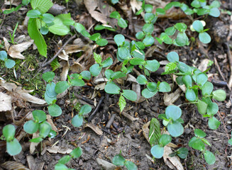Hornbeam (Carpinus betulus) sprouts germinated in the forest from seed