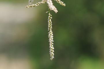 Tamarix chinensis is a deciduous small tree from the Tamaricaceae family with slender drooping branches, tiny scale-like leaves, and pink blossoms blooming multiple times from spring to autumn. 