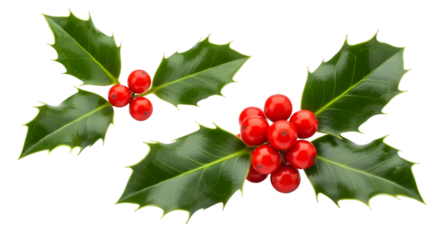 Two sprigs of bright red holly berries and green leaves on a black background