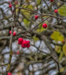 Autumn hawthorn berries Crataegus - A close-up of vibrant red hawthorn berries hanging from a bare branch in the autumn