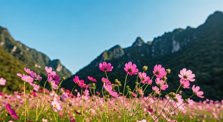 Obraz premium Vibrant pink flowers bloom in a field, framed by lush green mountains under a clear blue sky