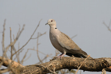 Eurasian collared dove perched on a tree branch at Bhigwan, Maharashtra, India
