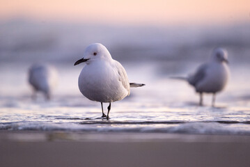 seagull on the beach