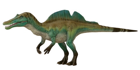 Fototapeta premium Realistic illustration of a Spinosaurus dinosaur