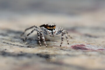 spider on the ground