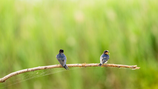 swallow on stick