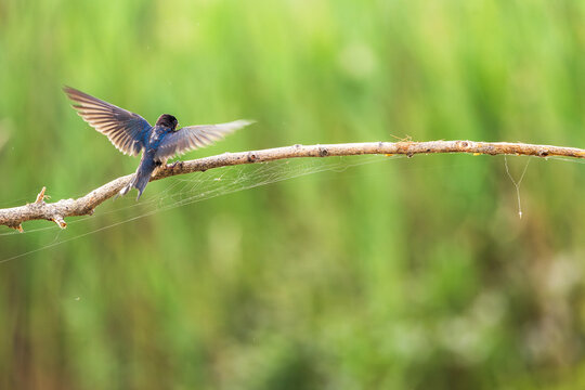 swallow