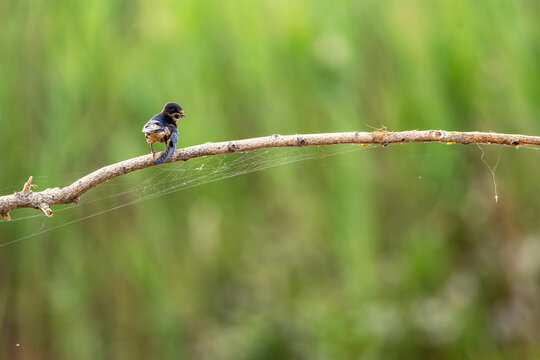 swallow