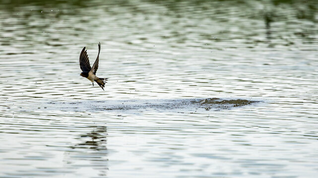 swallow