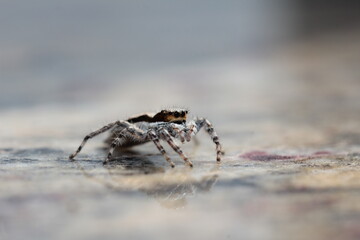 spider on the ground