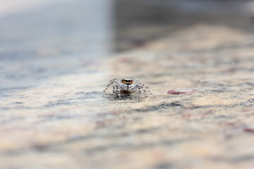 spider on the ground