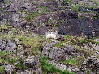 A hardy sheep, its fleece thick and white, gazes out from its rocky perch, a scene of quiet strength and resilience in nature.