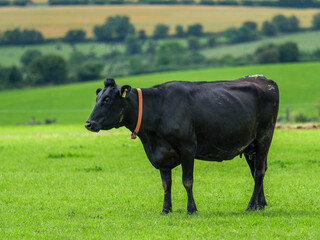 Black cow with red collar grazes in green field of West Cork, Ireland during a sunny afternoon.