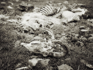 Animal skeleton and wool remains lie on green grass in a rocky field, showing signs of decomposition.