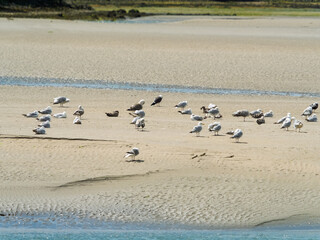 A flock of seagulls and other birds gather on a large, sandy beach at low tide in West Cork. Some of the birds are standing and some are resting in the sunlight.