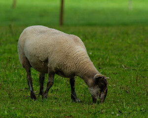 A single sheep is eating grass in a lush green field. The sheep's wool is creamy white. This peaceful scene unfolds in West Cork, Ireland.
