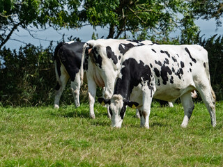 Several black and white cows are grazing in a grassy field. The land is near the ocean in West Cork, Ireland. Trees line the background.