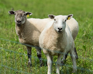Obraz premium Two sheep, one with a dark face, stand in a green grassy field. They are in West Cork, Ireland. It looks like it could be late afternoon.