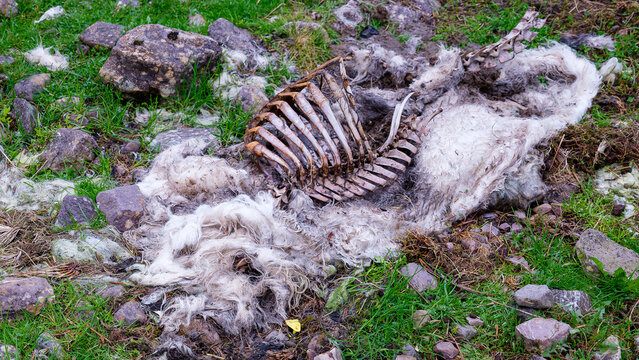 In a field, the bones and wool of a decaying sheep lie on the ground amidst grass and rocks. The carcass is decaying. This took place in rural Ireland.