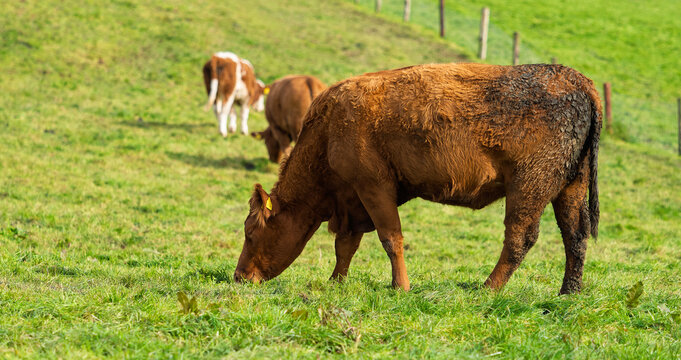Several brown cows are grazing in a vibrant green field during the daytime. A wooden fence is visible in the background of the Irish countryside. - Powered by Adobe