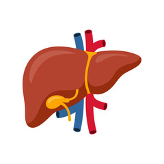 human liver organ medical vector illustration