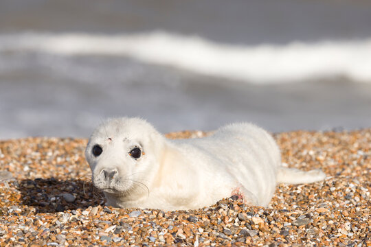Abandoned grey seal pup on a beach in winter, Norfolk coast, UK