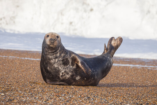 Male grey seal lying on beach, Blakeney Point, Norfolk, UK