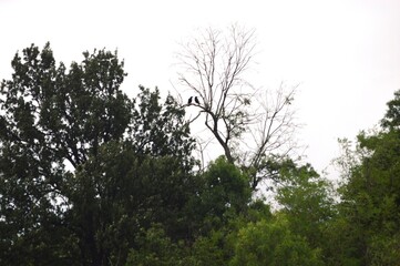 two birds on a tree