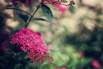 Spiraea japonica