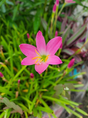 Pink crocus flower blooming in garden, nature photography, floral wallpaper 