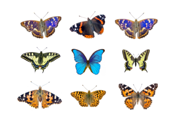 Bright multicolored butterflies isolated on transparent background. Collection of butterflies for design. Morpho butterfly, admiral, swallowtail butterfly, painted lady and purple emperor. 