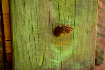 Meliponary with a swarm of Jata&iacute; bees (Tetragonisca angustula), Brazilian stingless bee