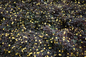 Full Frame of Dark Purple Oxalis Foliage Studded with Tiny Yellow Flowers