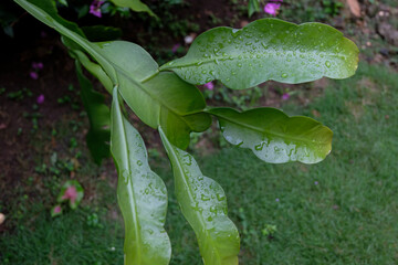 Close-up of Wijayakusuma or Epiphyllum oxypetalum leaves after rainfall, showing smooth, glossy green surfaces with fresh water droplets