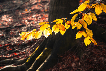 Sunlight shines on bright yellow leaves hanging from a branch in a forest. Brown leaves are scattered on the ground at the base of a large tree. The forest floor is in shadow.