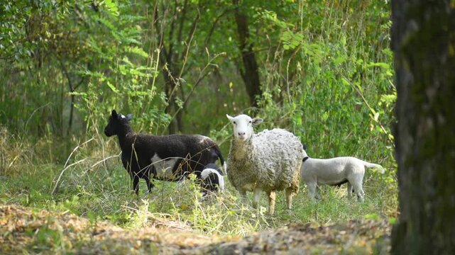 Sheep and lambs, forest pasture.