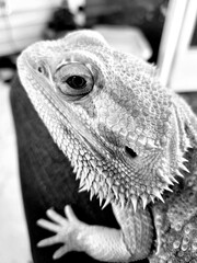 bearded dragon 