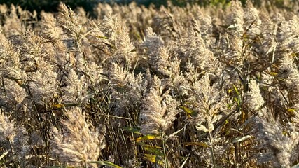 Dense field of common reed (Phragmites australis) with fluffy seed heads glowing in golden autumn sunlight, swaying gently in the wind.