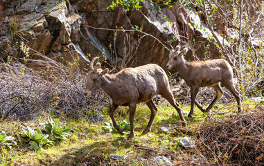 Wild Bighorn Sheep in the Waterton Canyon, Rocky Mountains, in Littleton, Colorado