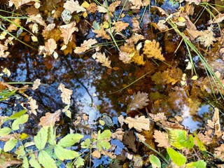 Fallen oak leaves floating on the surface of a forest puddle with reflections of trees and sky, creating a colorful autumn pattern of water, leaves, and light.