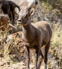 Wild Bighorn Sheep in the Waterton Canyon, Rocky Mountains, in Littleton, Colorado
