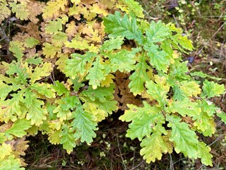 Young oak sapling with green and yellow autumn leaves growing in a forest, showing seasonal color change and natural woodland growth.