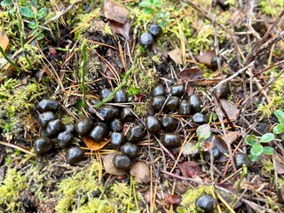 Close-up of deer droppings on mossy forest ground with pine needles, leaves, and small plants, showing natural wildlife traces in woodland habitat.