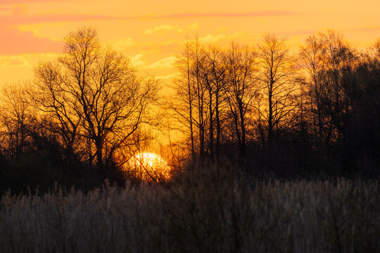 sunset in the forest